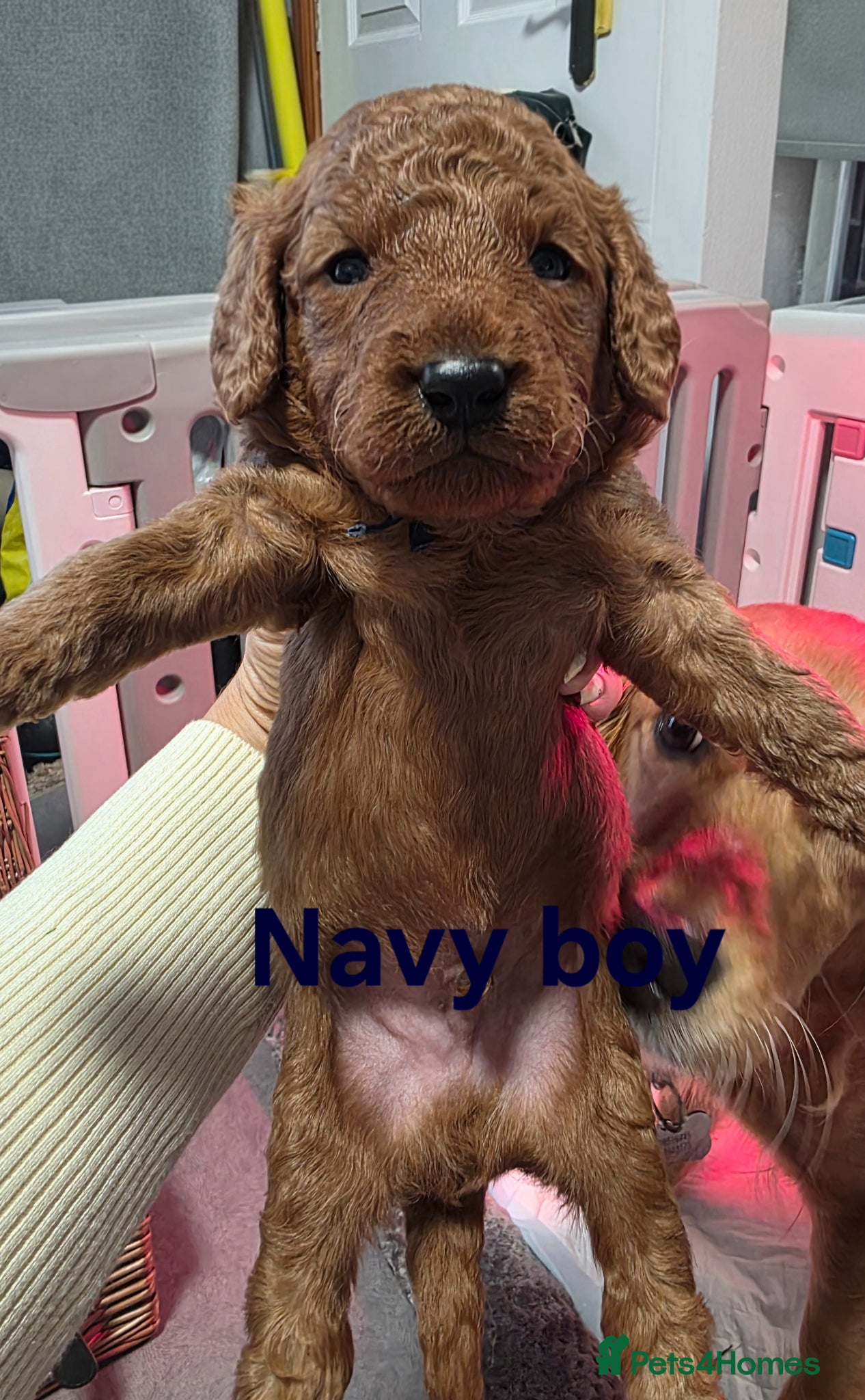 Mini Goldendoodle dogs for sale: Mini F1B Goldendoodles in Ballymoney - Advert 10