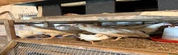 Mixed Breed poultry for sale: Laying hens  - Advert 10