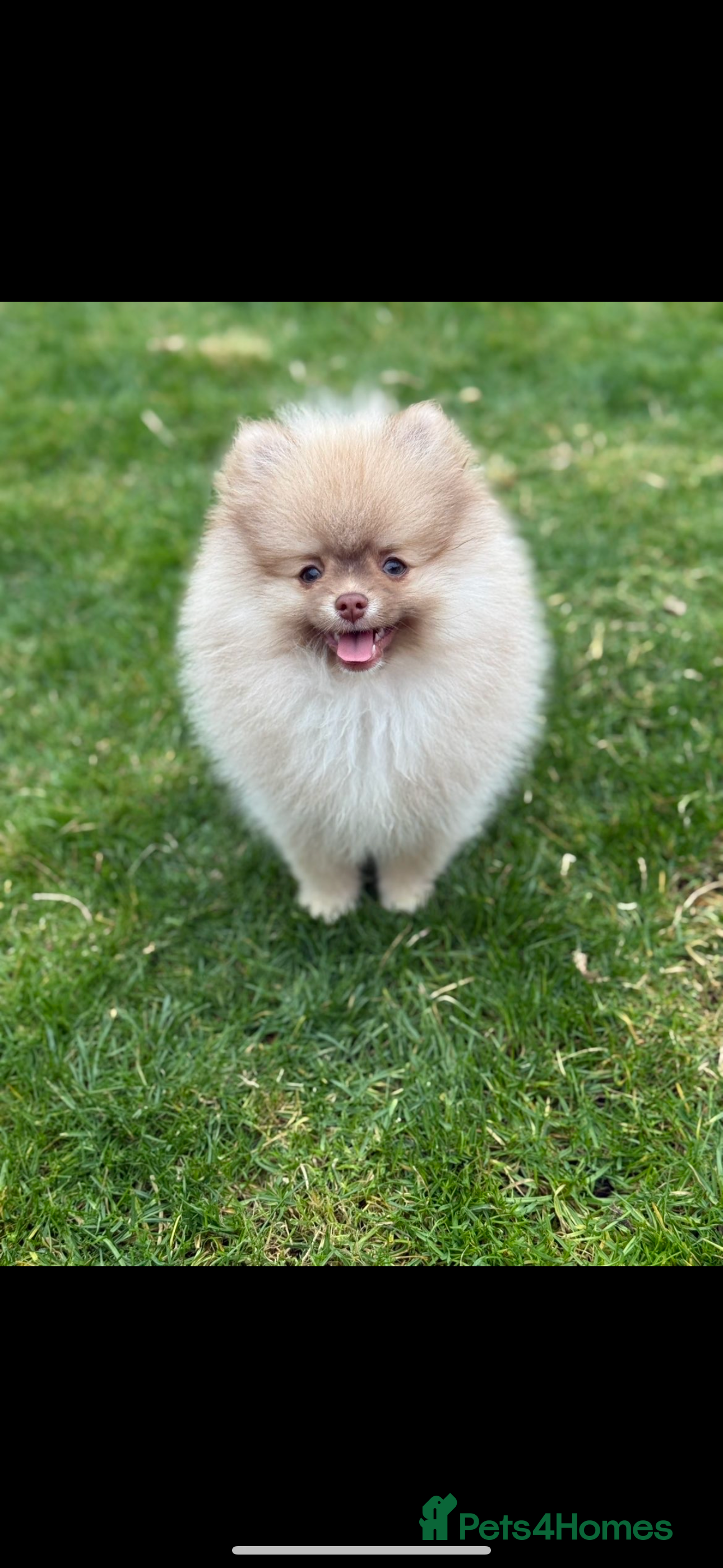 Pomeranian dogs Puppy’s due in 3 weeks  - Advert 1