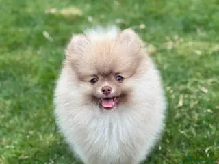 Pomeranian dogs Puppy’s due in 3 weeks - Advert 1