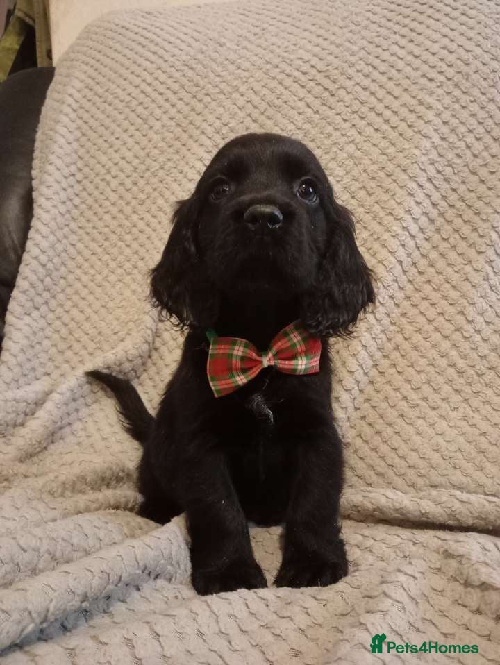 Cockerdor dogs for sale: Here is spencer hes the last boy  in Leek - Advert 13