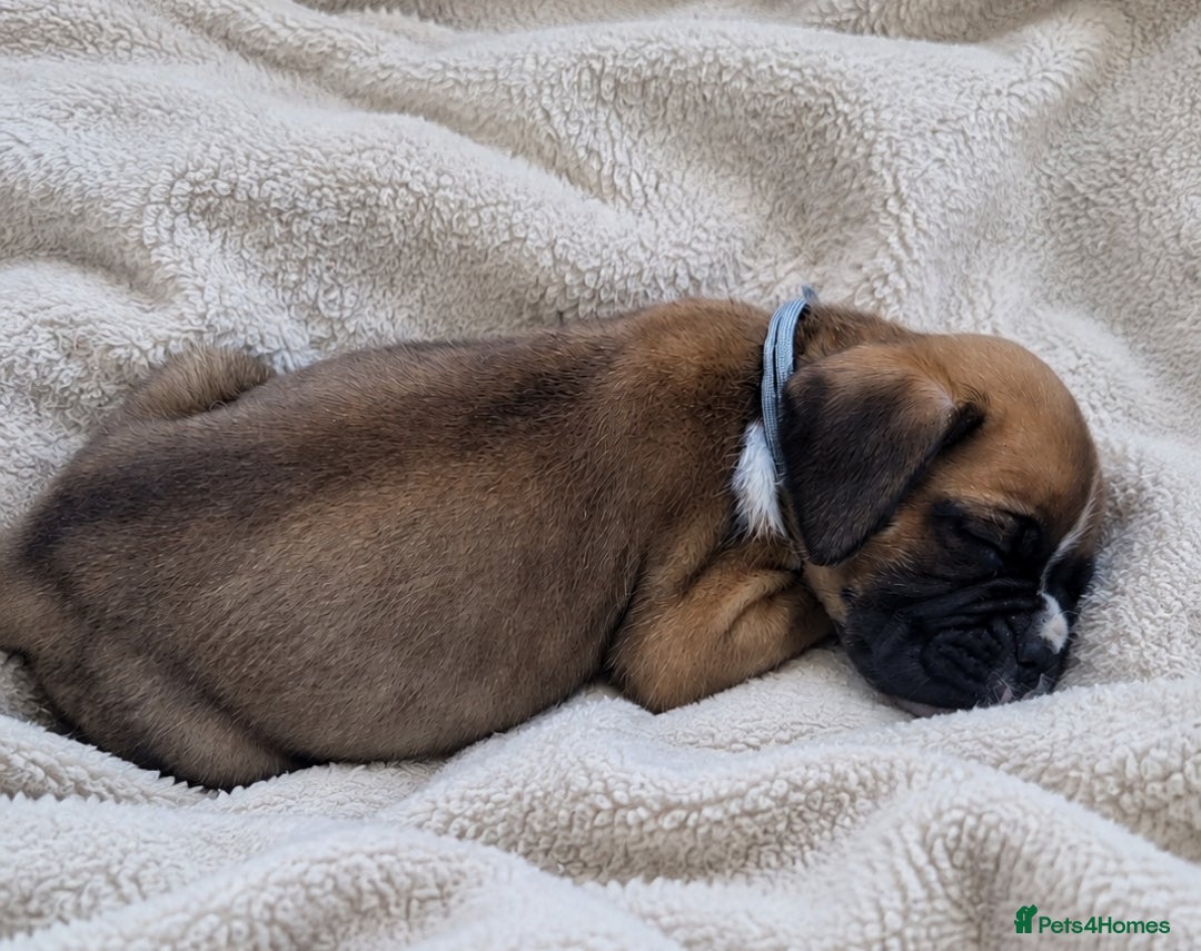 Boxer dogs 💥 KC Reg Boxer Puppies 💥 - Advert 2