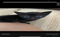 Mixed Breed cats for sale: Gorgeous Cuddly black kitten  - Image 2