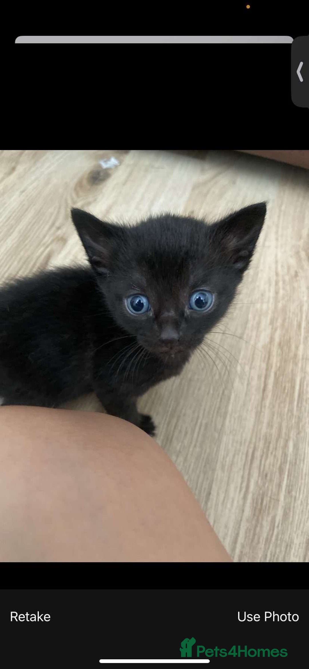 Mixed Breed cats for sale: Gorgeous Cuddly black kitten  - Image 2