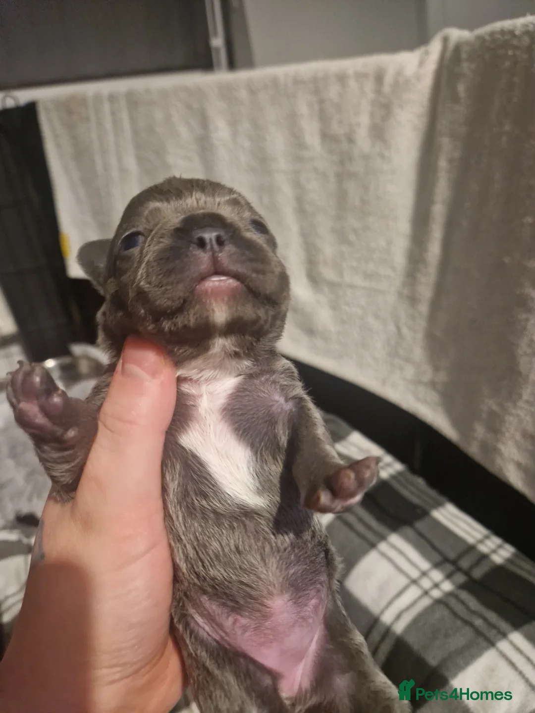 French Bulldog dogs for sale: Lilac blue and merle frenchies  - Advert 11