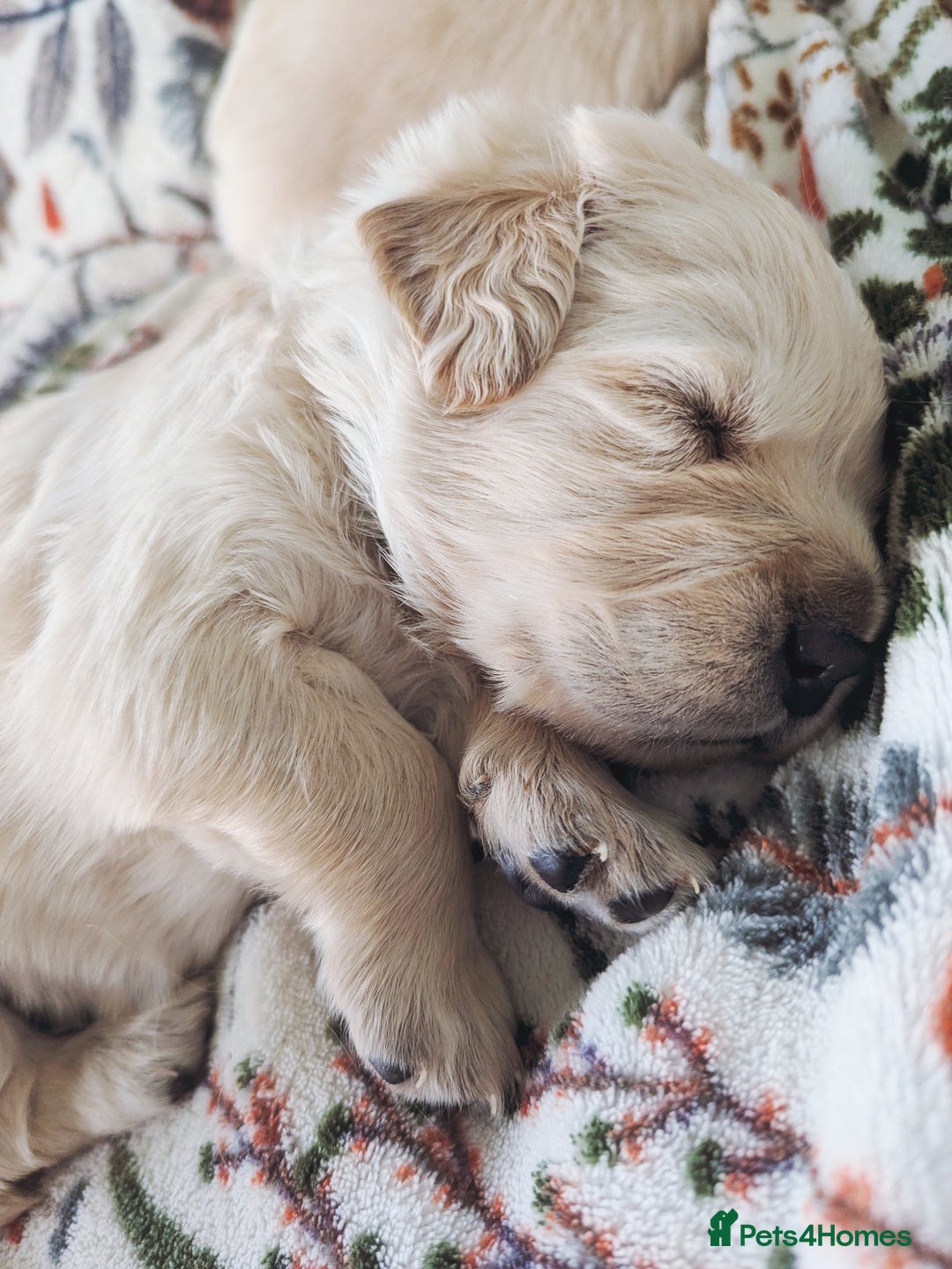 Golden Retriever dogs for sale: Chunky golden pups - Advert 10