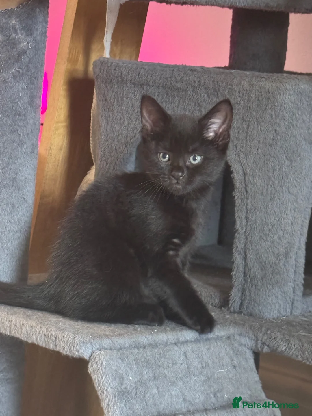 Mixed Breed cats for sale: 4 playful kittens  - Advert 2