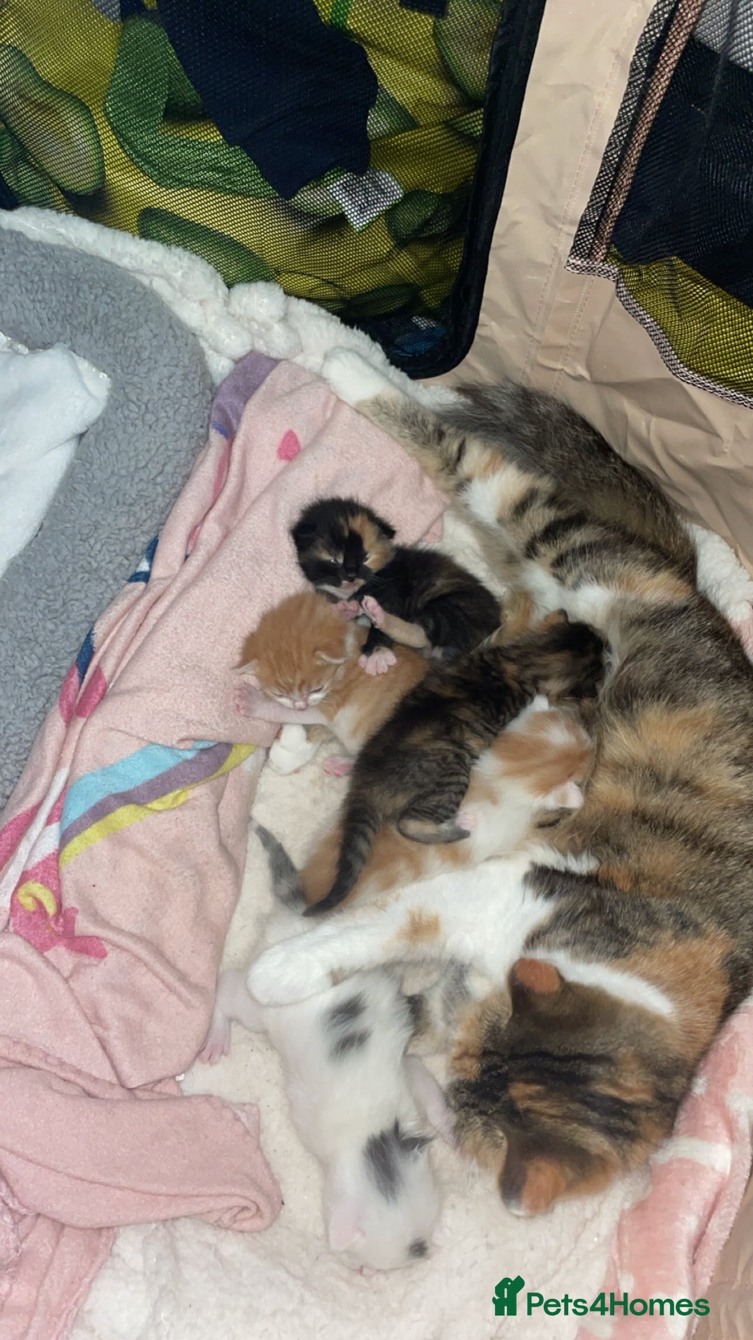 Domestic Shorthair cats for sale: 1 year old sisters  - Advert 11