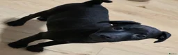 Patterdale Terrier dogs for sale: Patterdale Puppies - Females - Advert 22