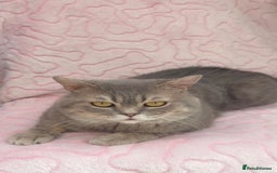 British Shorthair cats for sale: Friendly Male British Shorthair Kitten + Stuff in Birmingham - Image 5