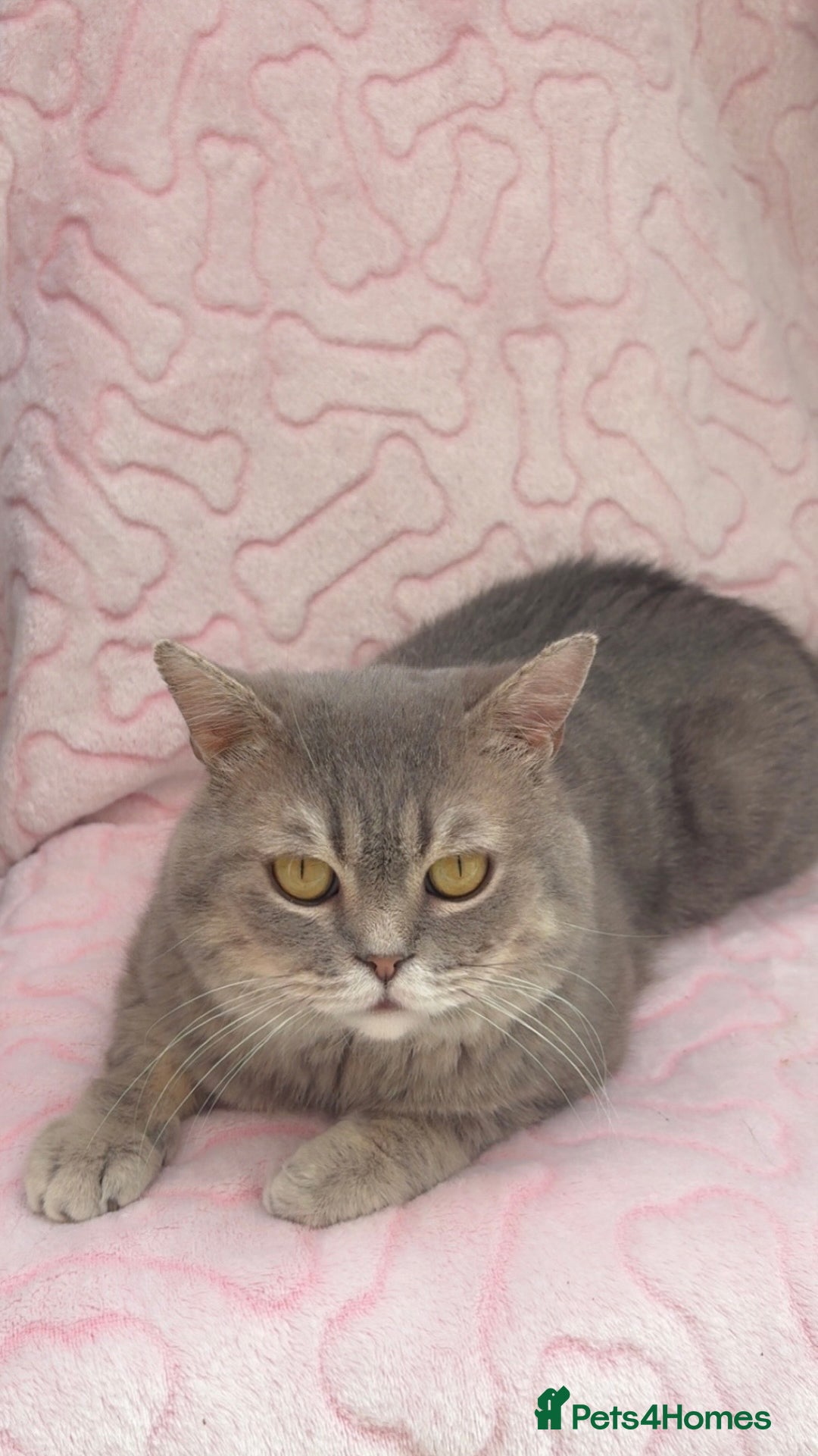 British Shorthair cats for sale: Friendly Male British Shorthair Kitten + Stuff in Birmingham - Image 5