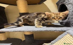 Maine Coon cats for sale: 🐾 Ragdoll × Maine Coon Kittens 🐾 - Image 10
