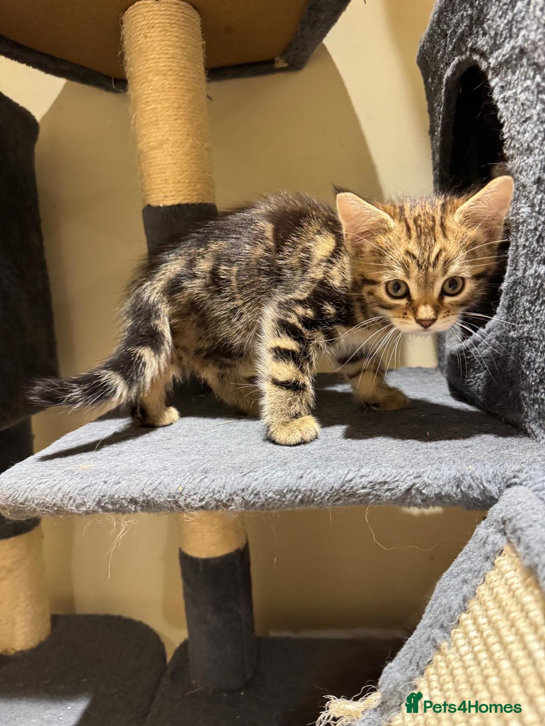 Maine Coon cats for sale: 🐾 Ragdoll × Maine Coon Kittens 🐾 - Image 10