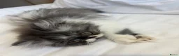 Exotic cats for sale: Exotic Persians  - Advert 4