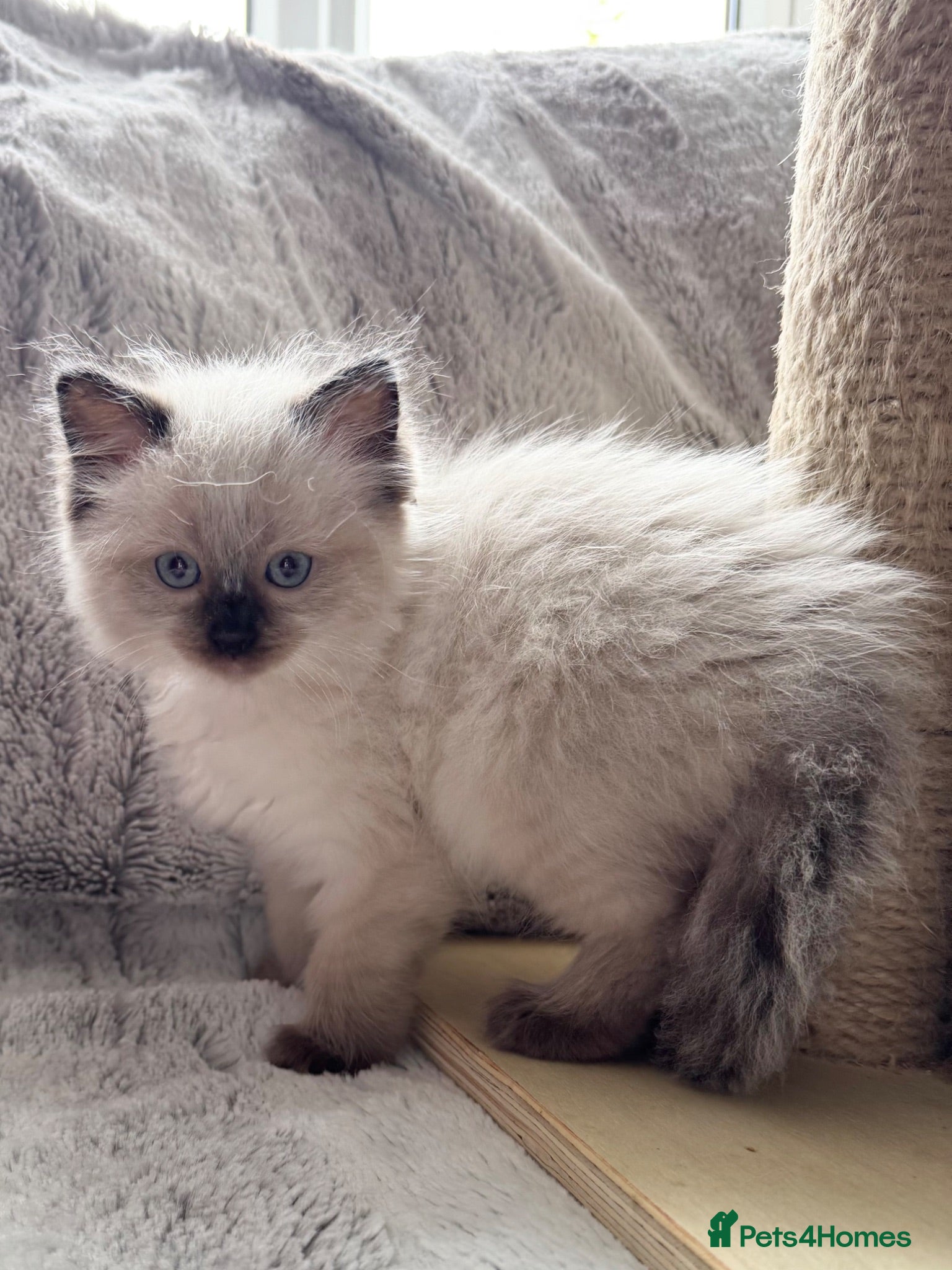 Ragdoll cats ❤️ Exceptional Lilac & Seal Point Ragdoll Kittens - Advert 2