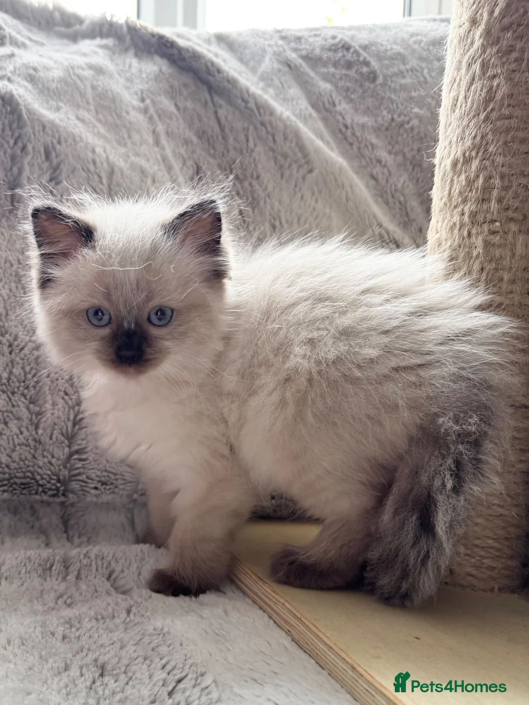 Ragdoll cats for sale: ❤️ Exceptional Lilac & Seal Point Ragdoll Kittens - Advert 2