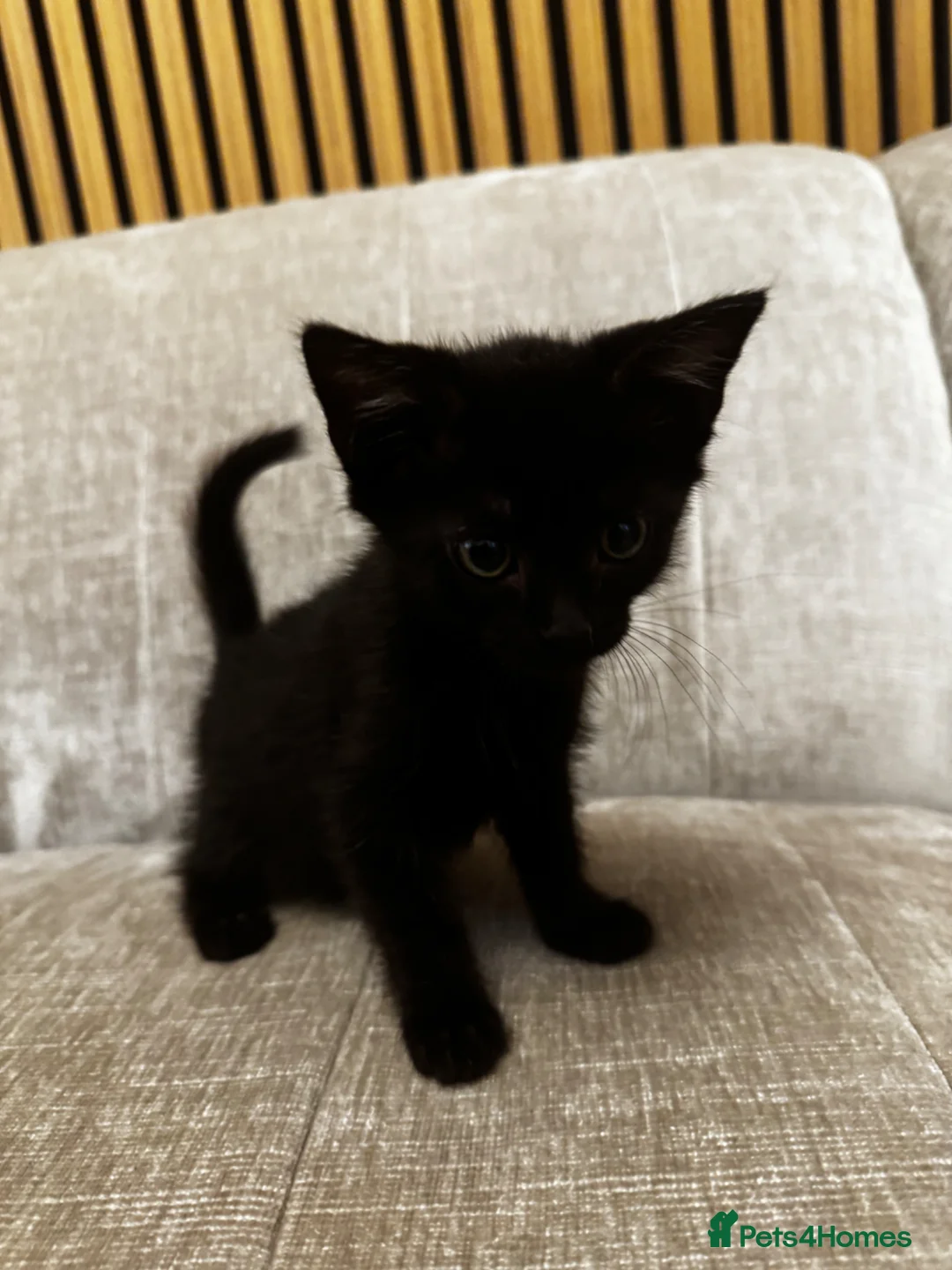Mixed Breed cats for sale: 2 beautiful Black Kittens ready for a new home - Advert 2