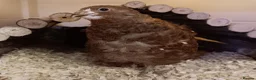 Quail poultry for sale: Breeding Group Quail 5 Hens & 1 Roo - Advert 2