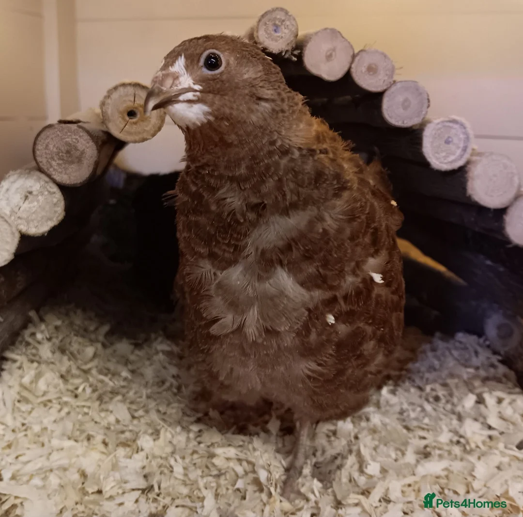 Quail poultry for sale: Breeding Group Quail 5 Hens & 1 Roo - Advert 2