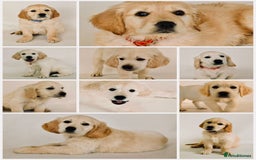 Golden Retriever dogs for sale: Golden retriever chunky pups  - Image 3
