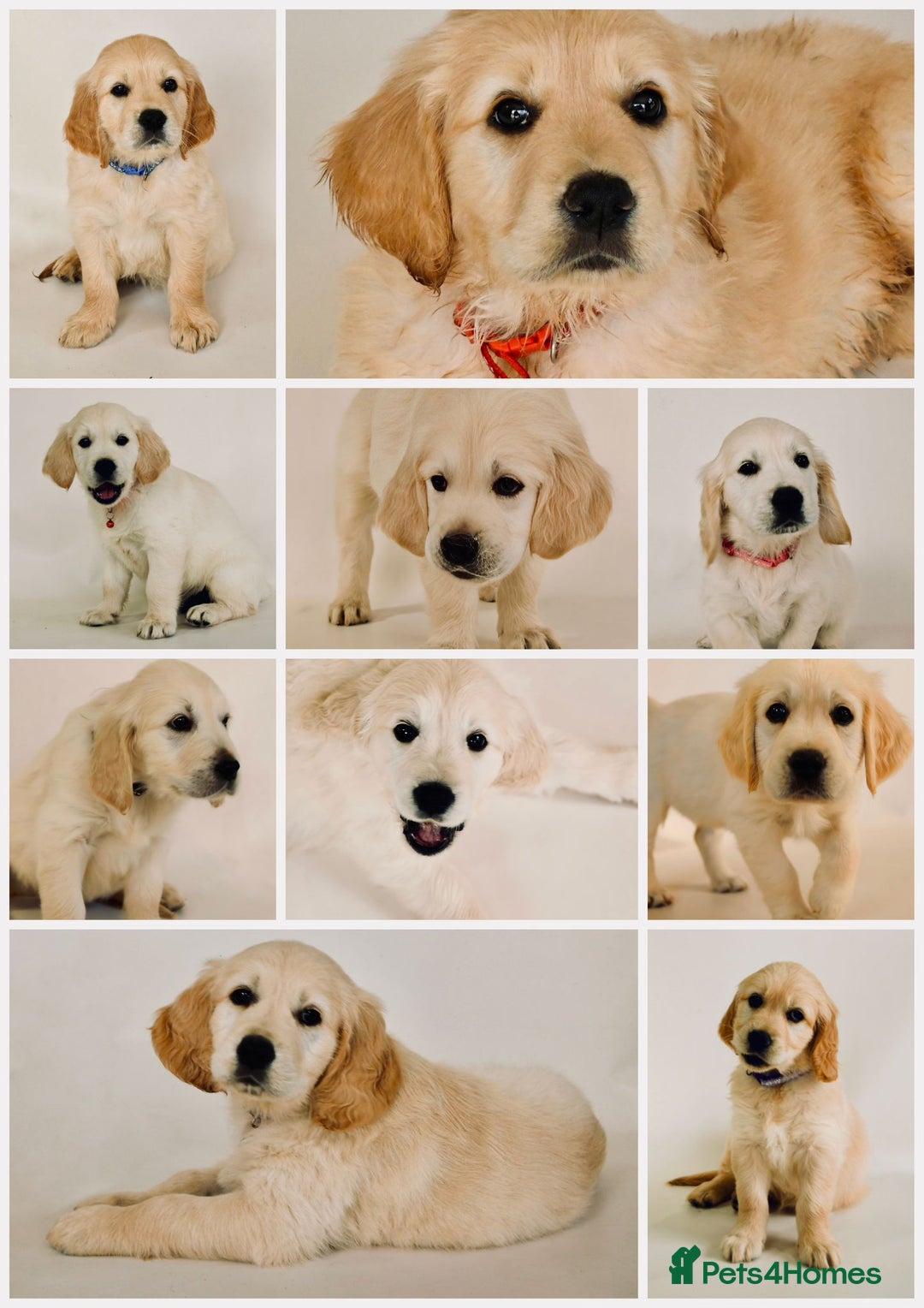 Golden Retriever dogs for sale: Golden retriever chunky pups  - Image 3
