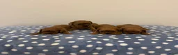 Cavalier King Charles Spaniel dogs for sale: Cavalier King Charles Ruby Puppys - Advert 8