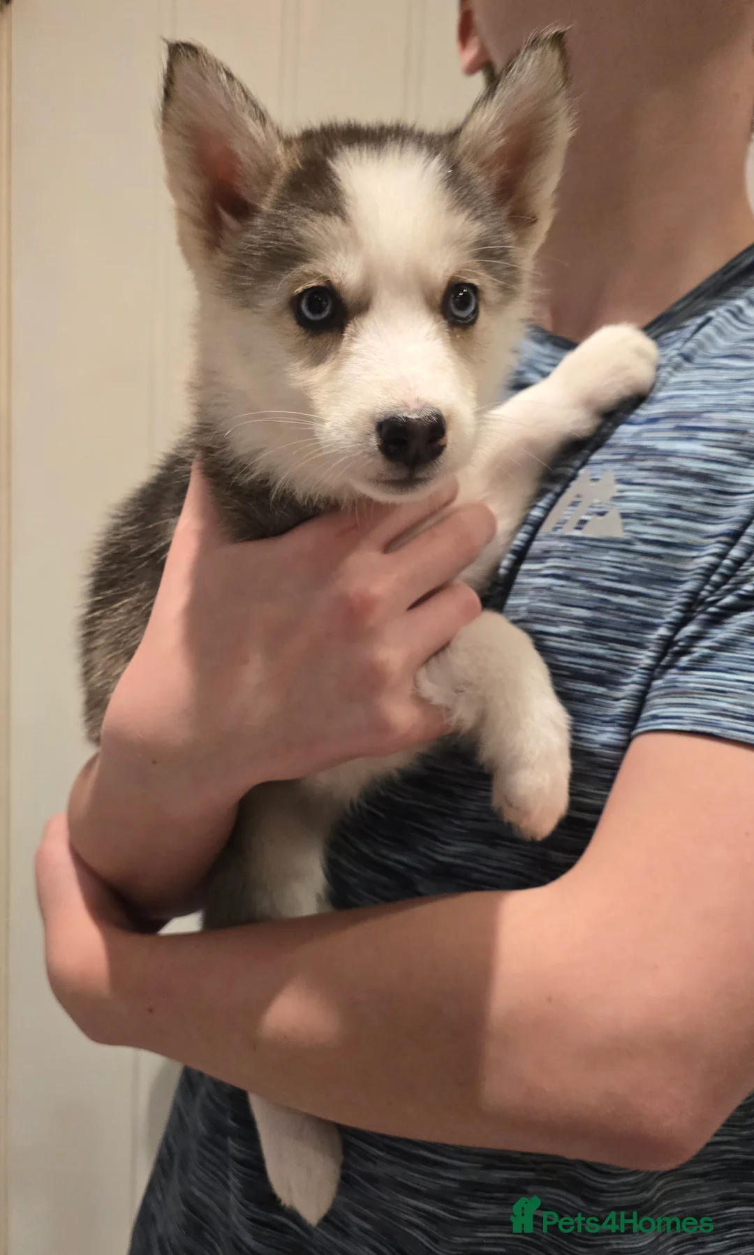 Siberian Husky dogs for sale: Ready Now last 2 girls left in litter - Advert 9