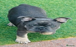 French Bulldog dogs for sale: NOW REDUCED, final 2 KC reg frenchies in Sheffield - Image 4