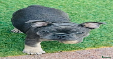 French Bulldog dogs in Sheffield - Advert 14