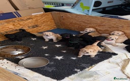 Goldendoodle dogs for sale: Stunning Goldendoodle Puppies - Image 2