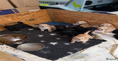 Goldendoodle dogs - Advert 16