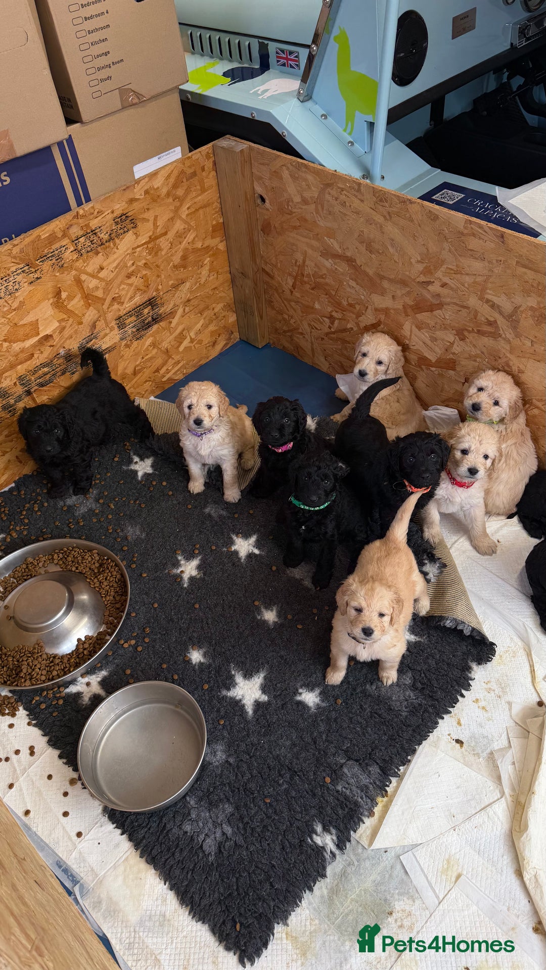 Goldendoodle dogs for sale: Stunning Goldendoodle Puppies - Image 2