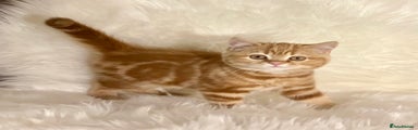 British Shorthair Kitten