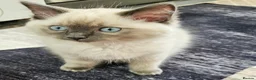Ragdoll cats for sale: Glasgow Spring Burn  - Advert 9