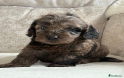 Cockapoo dogs for sale: 😍😍 F1 cockapoo puppies 😍😍 - Image 6