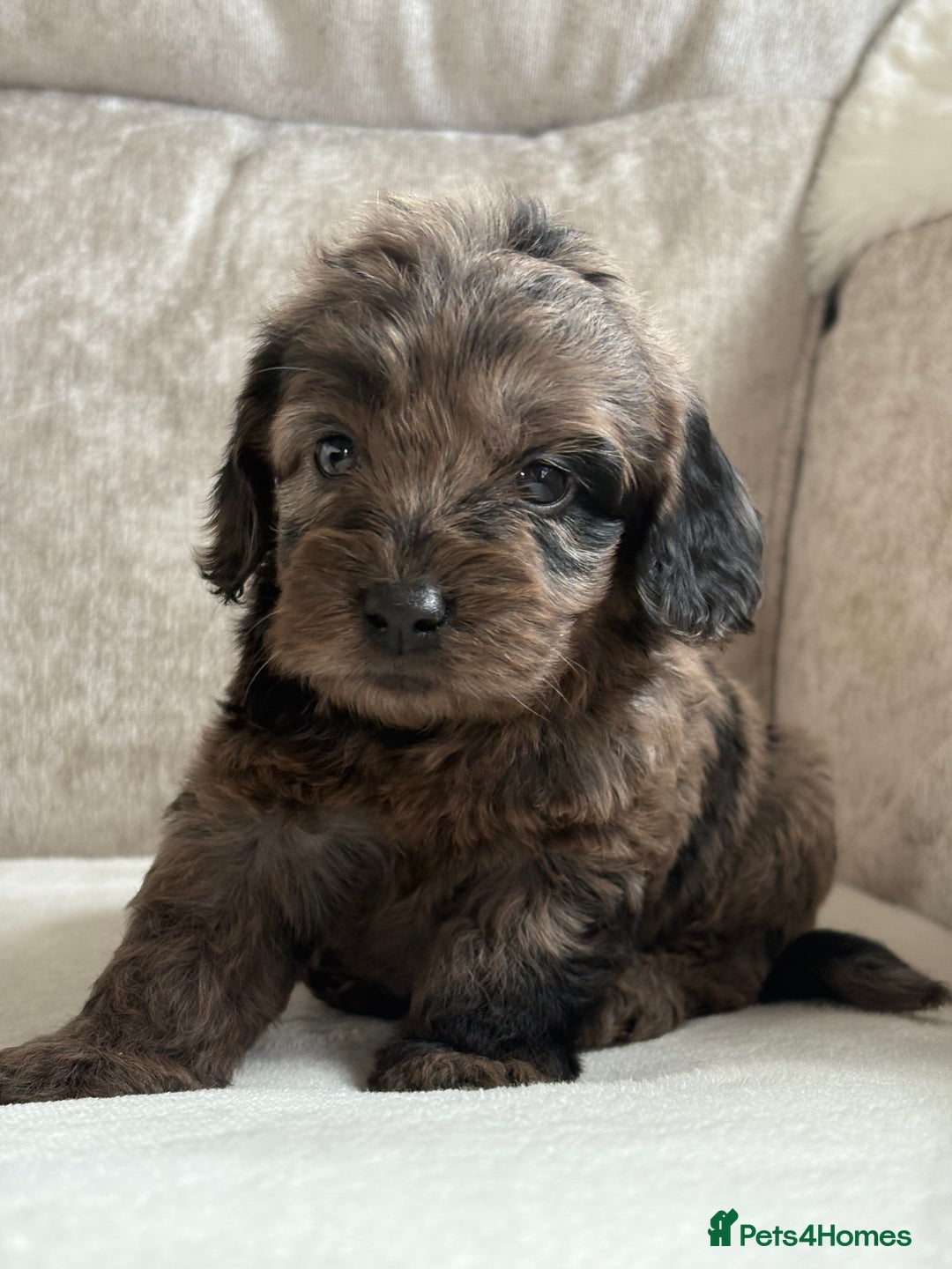 Cockapoo dogs for sale: 😍😍 F1 cockapoo puppies 😍😍 - Image 6