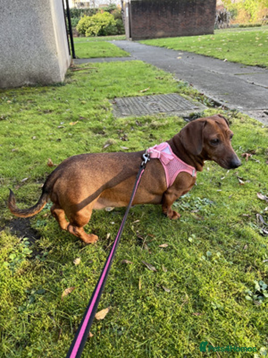 Miniature Dachshund dogs for sale: Nice Miniature Dachshund - Advert 2