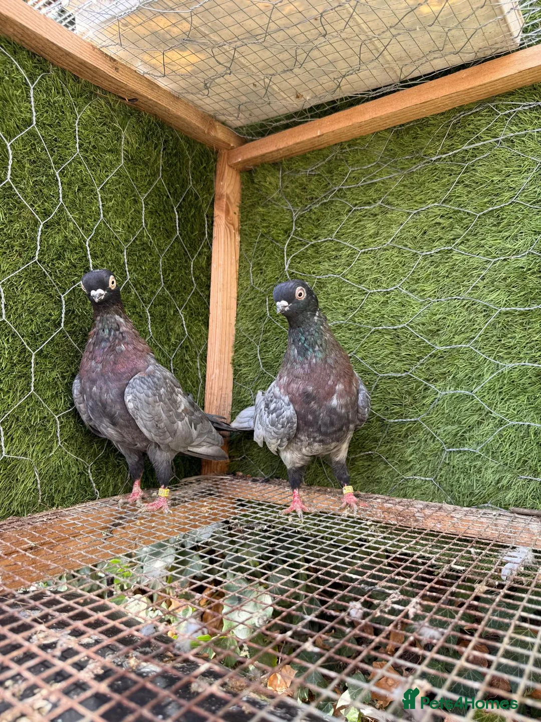 Pigeons birds for sale: 20 Mix  pigeon for sale - Advert 9