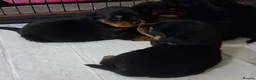 Rottweiler dogs for sale: Powerhouse Rottweiler Puppies–Bold And Impressive in Norwich - Advert 3