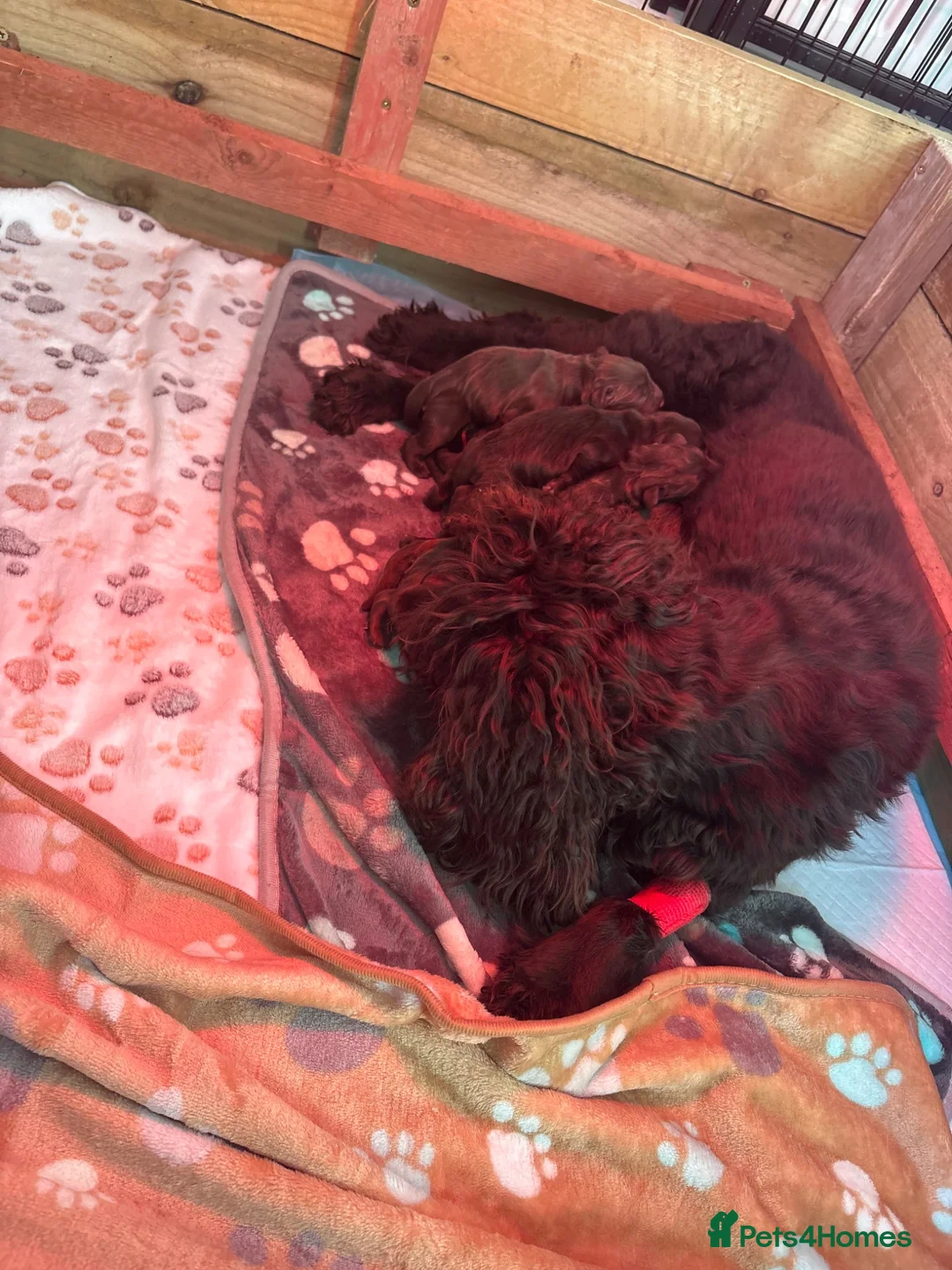 Cocker Spaniel dogs for sale: KC registered male cocker spaniel 12 weeks old - Advert 2