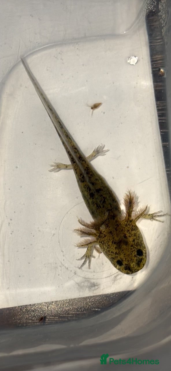 Axolotl reptiles Baby aXolotls - Advert 7