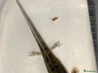 Axolotl reptiles Baby aXolotls - Advert 9