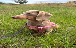 Miniature Dachshund dogs for adoption: Frankie * Miniature Dachshund * 240722 - Image 2