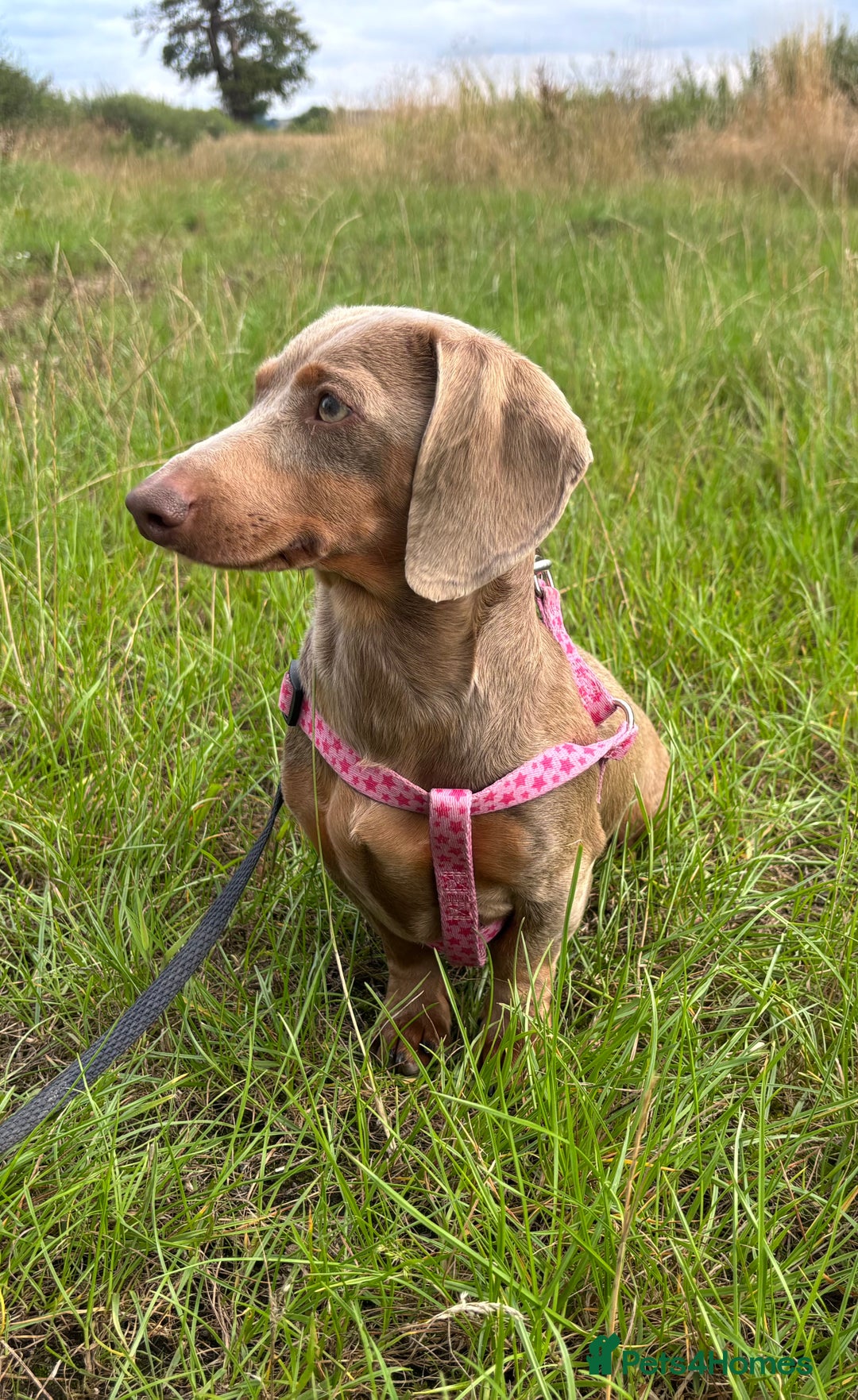 Miniature Dachshund dogs for adoption: Frankie * Miniature Dachshund * 240722 - Image 2