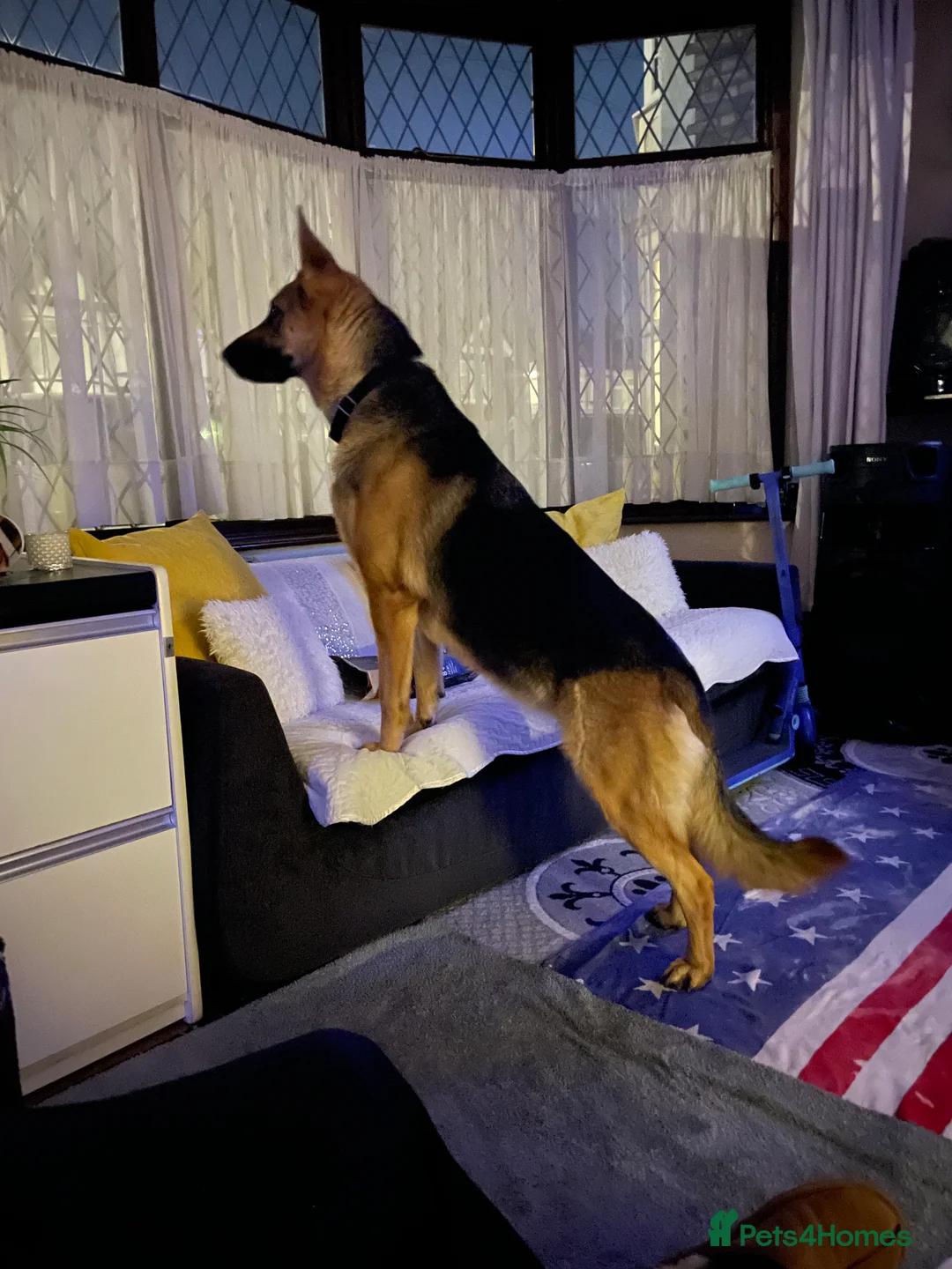 German Shepherd dogs for sale: Nice dog girls for sale in London - Advert 3