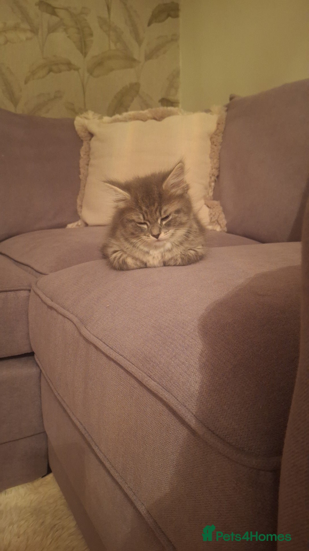 British Shorthair cats for sale: 11 week old female  - Advert 2