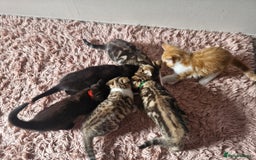 Mixed Breed cats for sale: 6 Beautiful Kittens British Shorthair Calico Cross - Image 27