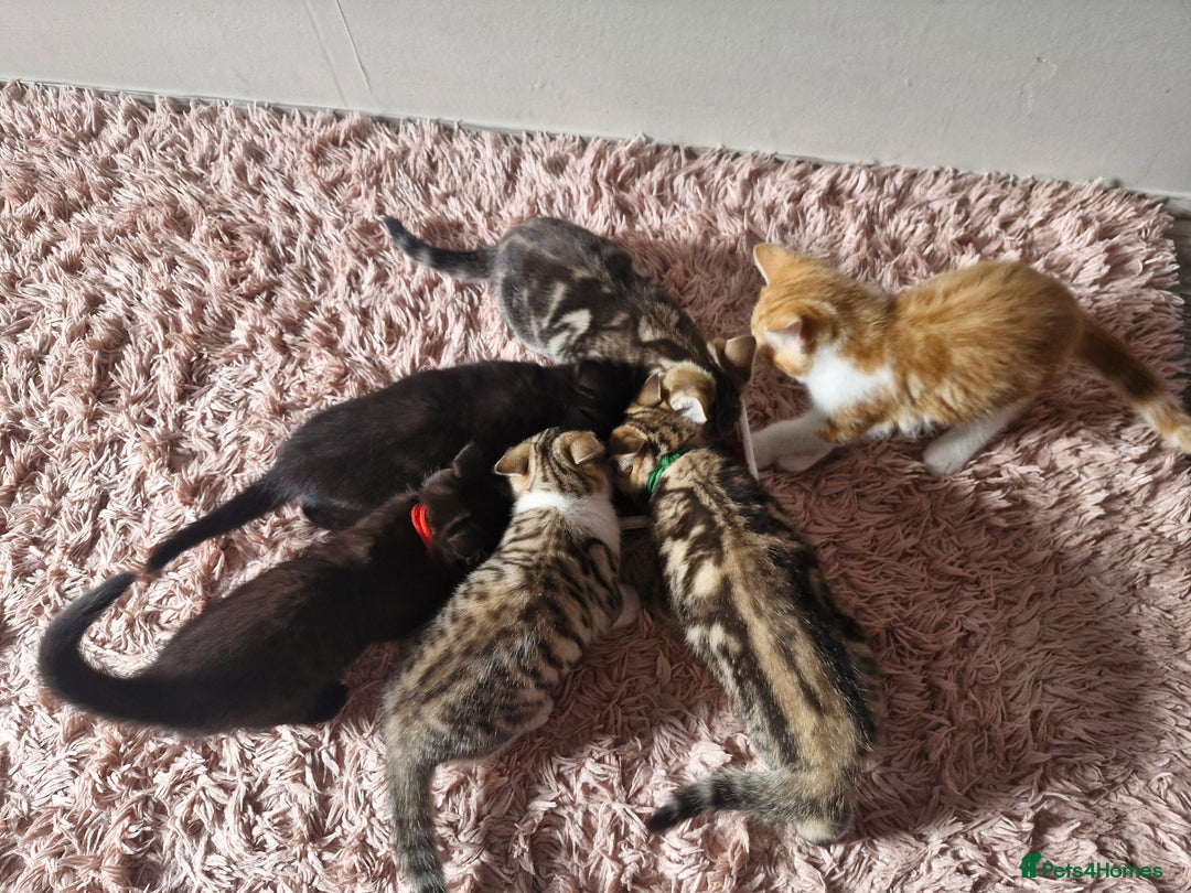 Mixed Breed cats for sale: 6 Beautiful Kittens British Shorthair Calico Cross - Image 27
