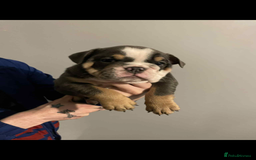 English Bulldog dogs for sale: DWKC STUNNING ENGLISH BULLDOGS. - Image 11