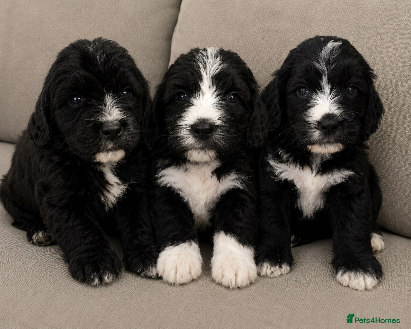 Bernedoodle dogs Amazing Saint Bernadoodle puppies - Advert 4